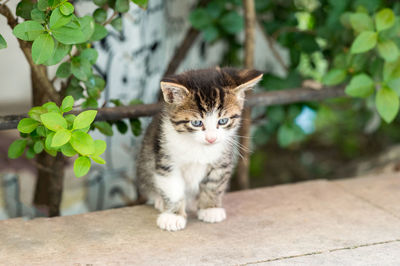 High angle view of cat in backyard