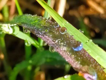 Close-up of water drops on blade of grass