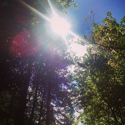 Low angle view of trees against sky