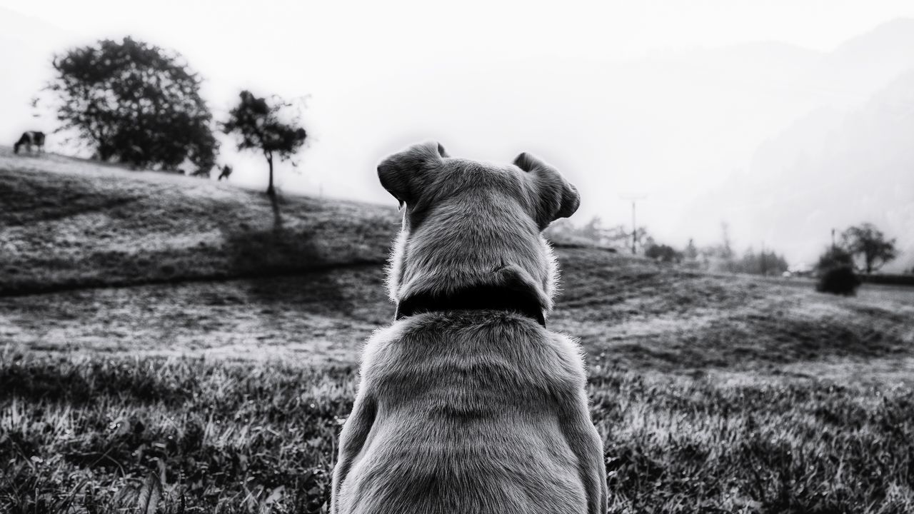 one animal, animal themes, mammal, animal, domestic, domestic animals, pets, dog, canine, vertebrate, field, plant, rear view, land, no people, sky, nature, day, animal body part, grass, animal head