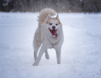 Dog running on snow covered land