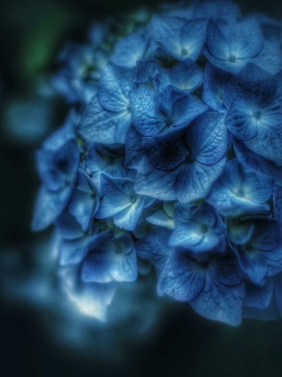 MACRO SHOT OF PURPLE HYDRANGEA