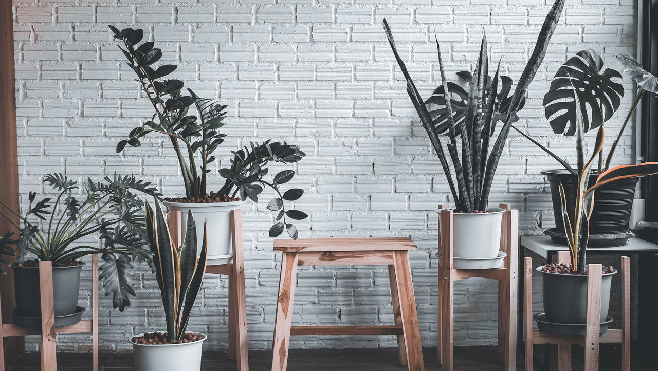 POTTED PLANT ON WALL