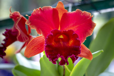 Close-up of red lily