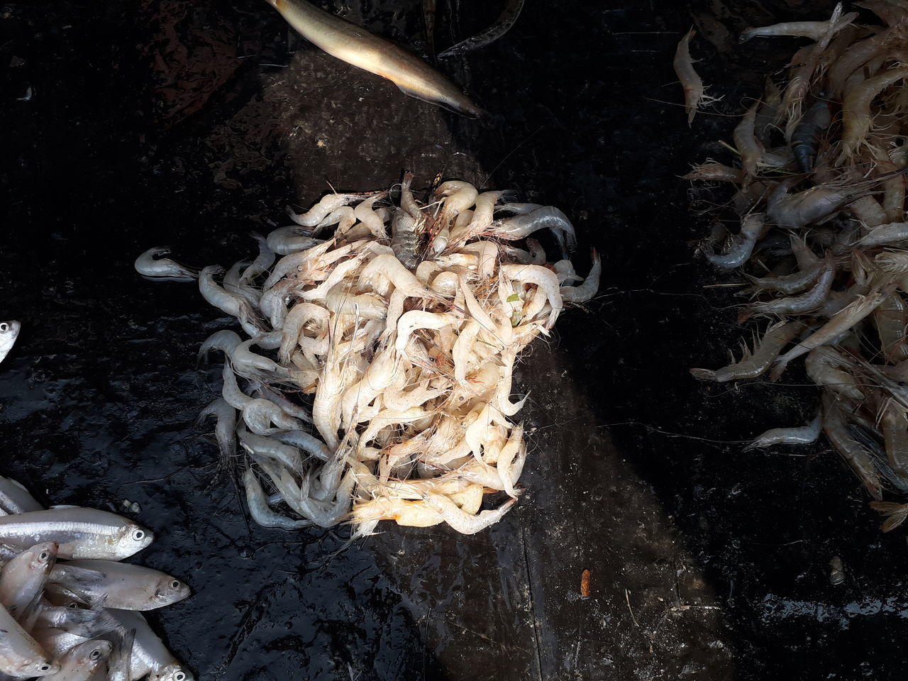 HIGH ANGLE VIEW OF FISH ON GROUND