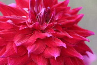 Close-up of pink dahlia