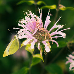 Close-up of insect on flower