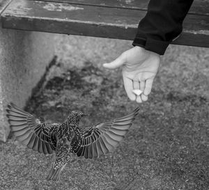 Cropped image of hand feeding bird