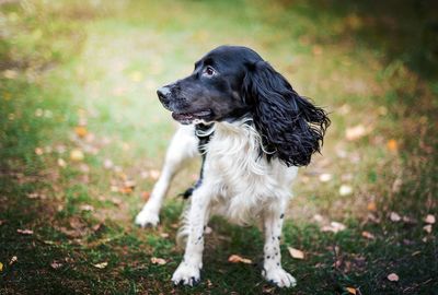 Close-up of dog on field