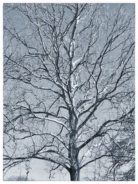 Low angle view of bare trees