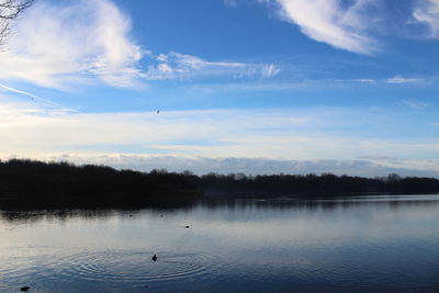 Swan swimming in lake against sky during sunset