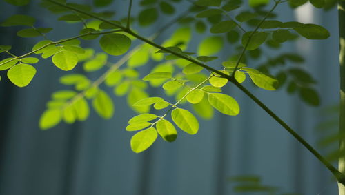 Close-up of leaves