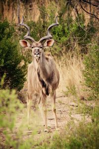 Portrait of deer standing on land