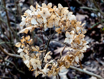 Close-up of dry flowers