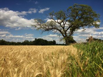 Scenic view of agricultural field against sky