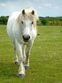 White horse on grassy field