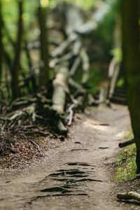 Footpath in forest