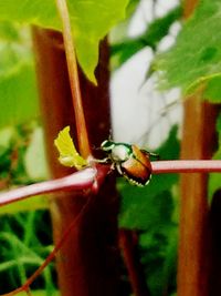 Close-up of insect on plant