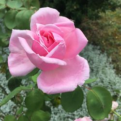 Close-up of pink rose blooming outdoors