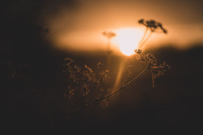 Close-up of wilted plant against sky during sunset