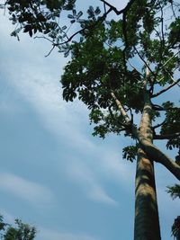 Low angle view of tree against sky