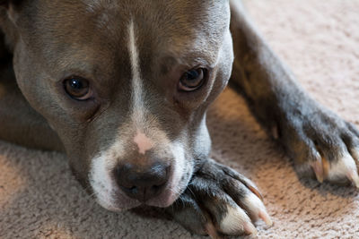 Close-up portrait of dog relaxing on floor