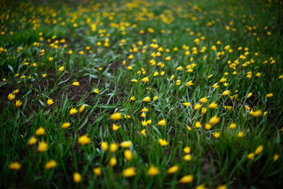 Full frame shot of yellow flowering plants on field