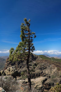 Tree on rock against sky