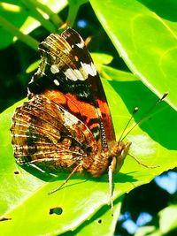 Close-up of butterfly perching on leaf