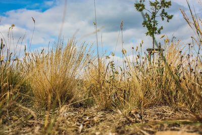 Close-up of grass on beach against sky