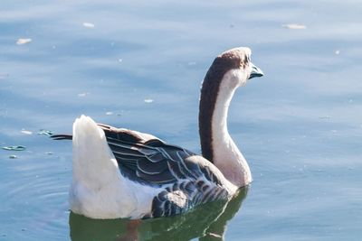 Close-up of swan in lake