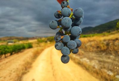 Close-up of grapes over dirt road against sky