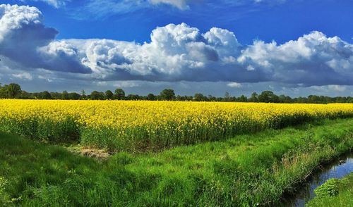 Scenic view of field against sky