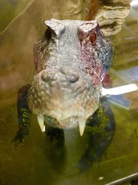 Close-up of turtle in water