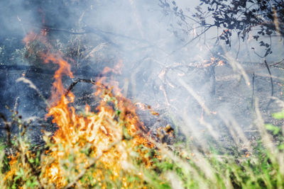 View of fire in the forest