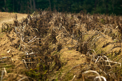 Close-up of dry plants on field