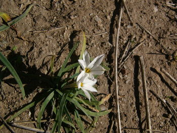 Close-up of flower