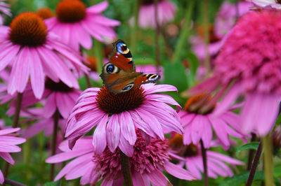 Close-up of butterfly on eastern purple coneflowers