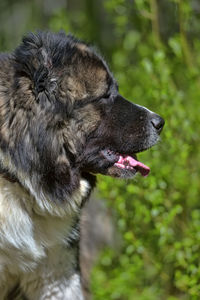 Close-up of a dog looking away