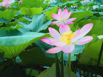 Close-up of pink lotus water lily blooming outdoors