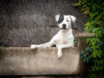 High angle view of dog sitting on wood