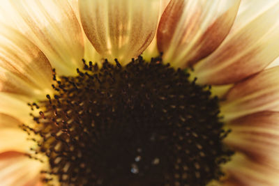 Close-up of sunflower