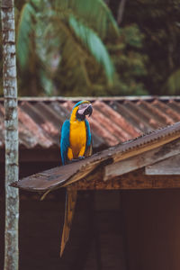 Blue macaw parrot from amazon in brazil