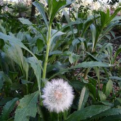 Close-up of white flowers