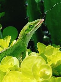 Close-up of green lizard