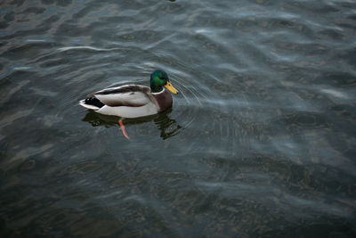 High angle view of duck swimming in lake