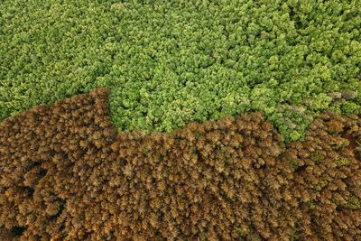 High angle view of corn on field