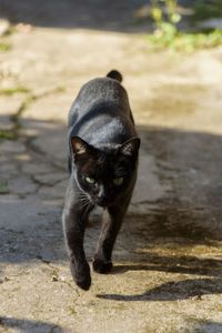 Portrait of black cat on street