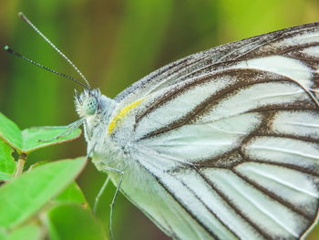 Close-up of butterfly on plant