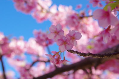 Close-up of pink cherry blossoms in spring